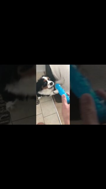 Playing with a cavalier King Charles spaniel #shorts