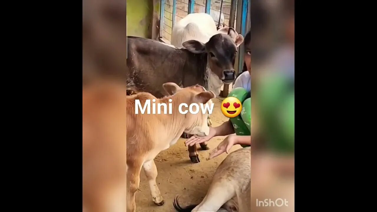 #minicow #viral #inshort #funnyvideos #ytshort