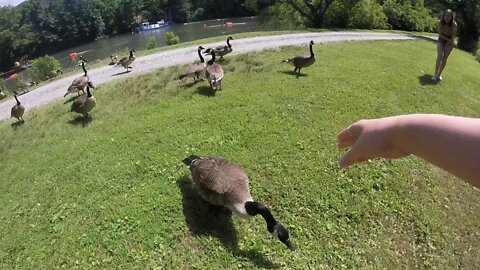 My girls feeding some rabid geese!