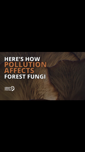 Here’s How Pollution Affects Forest Fungi