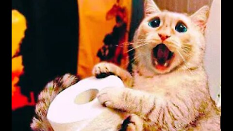 Animals Funny Moments😂