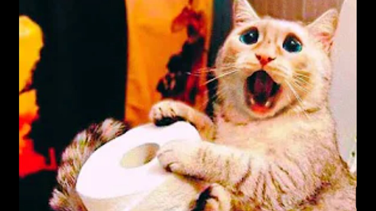 Animals Funny Moments😂