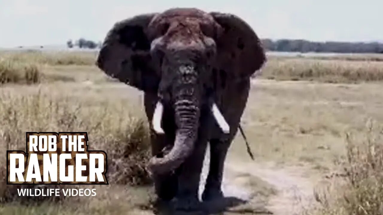 Elephant Bull In Amboseli | Livestream From Zebra Plains | Zebra Plains