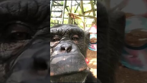 Funny Monkey tiktok dhjrkxnf