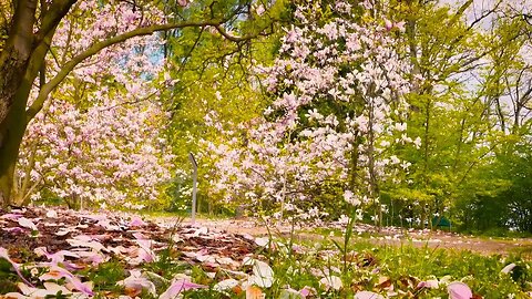 HD flower video | Amazing nature |