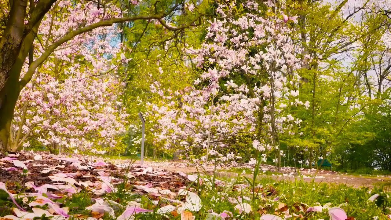 HD flower video | Amazing nature |