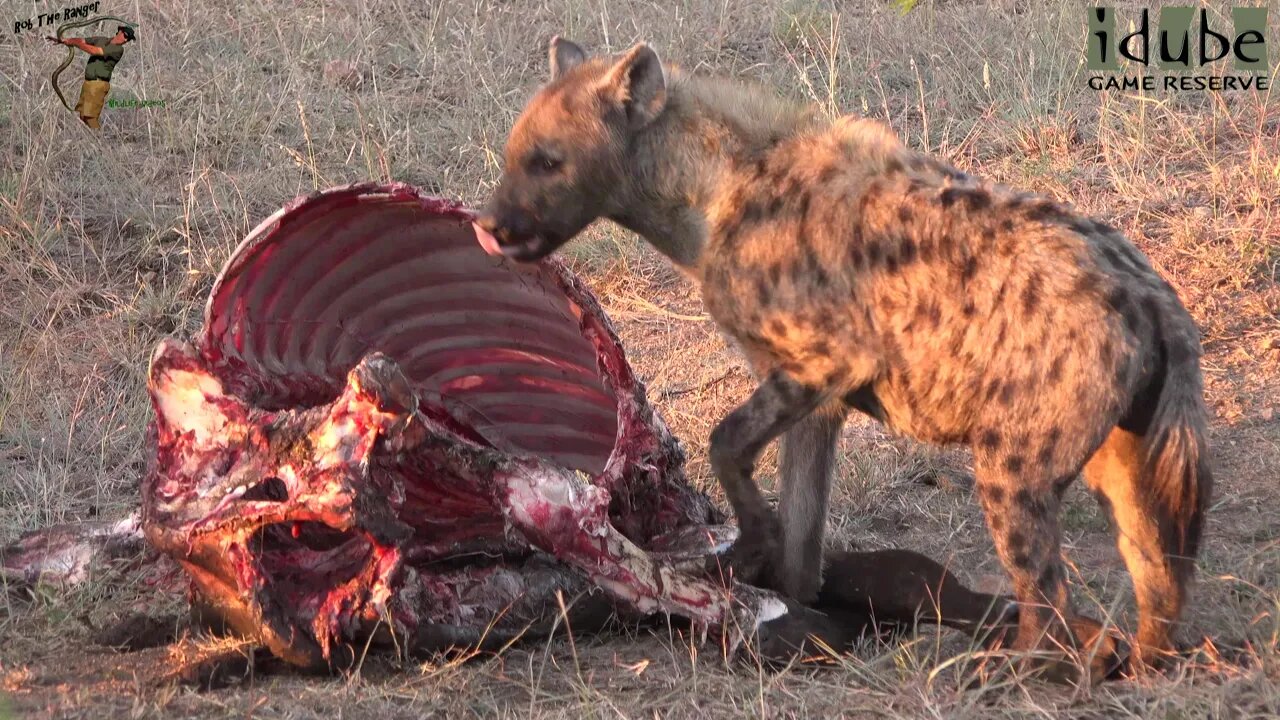 Hyenas Finish A Buffalo They Caught Themselves