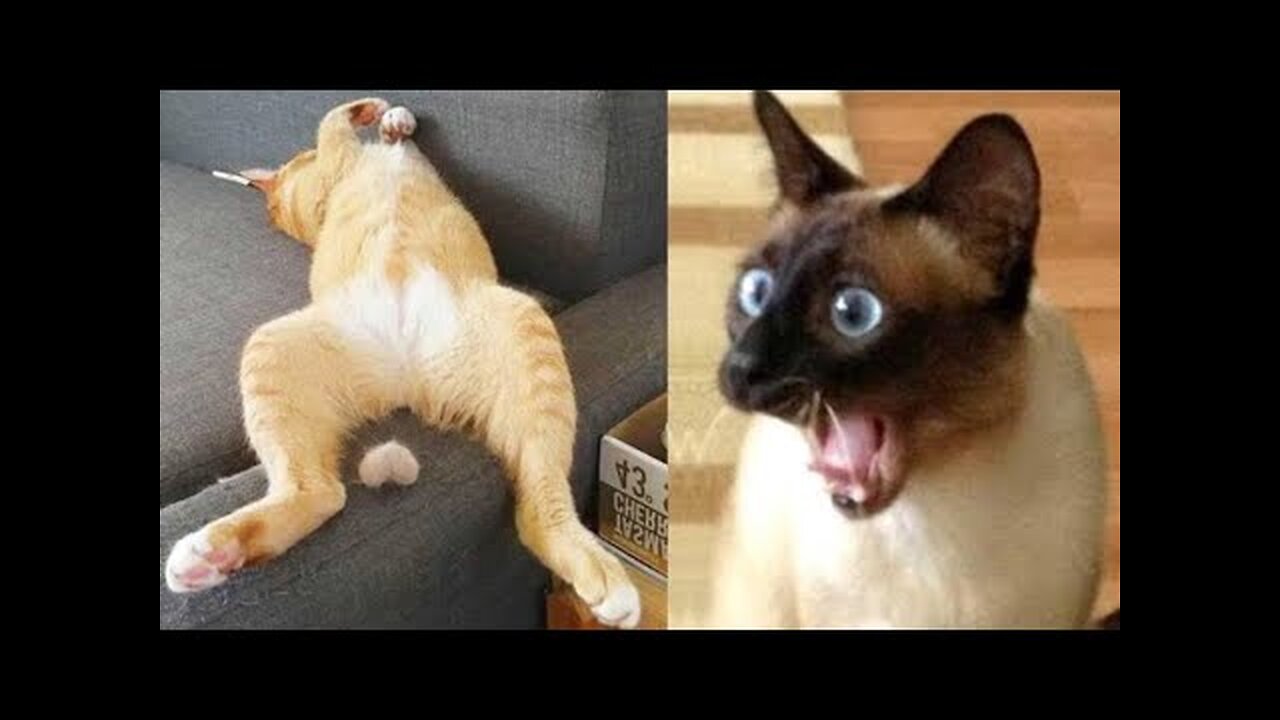 Funny Animal videos| Try not to Laugh😂