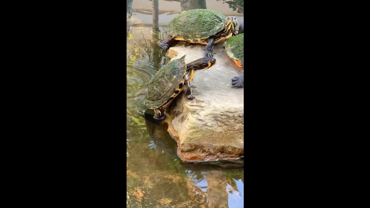 Turtle Life