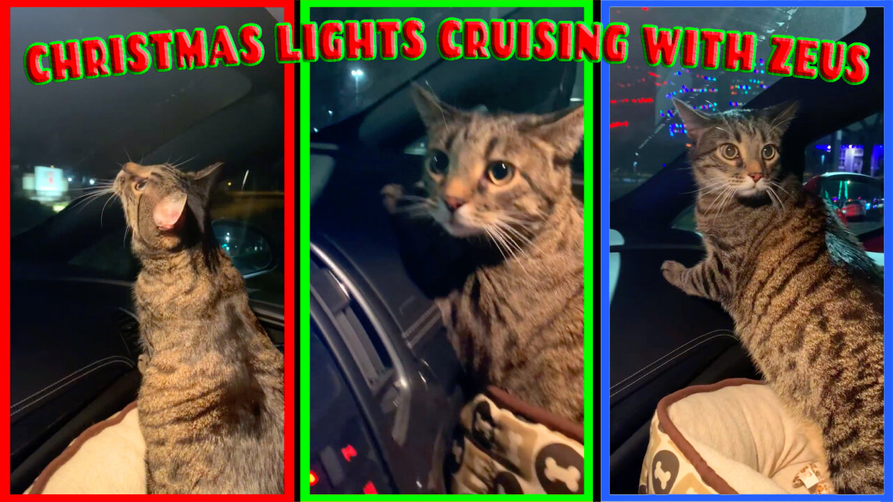 Christmas Lights Cruising With Zeus