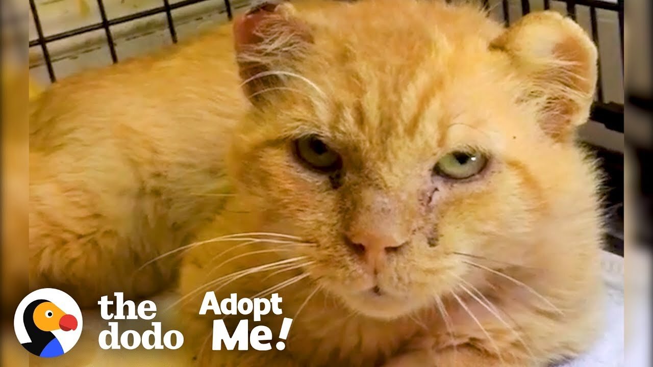 Feral Cat Goes From Hissing To Purring | The Dodo Adopt Me!