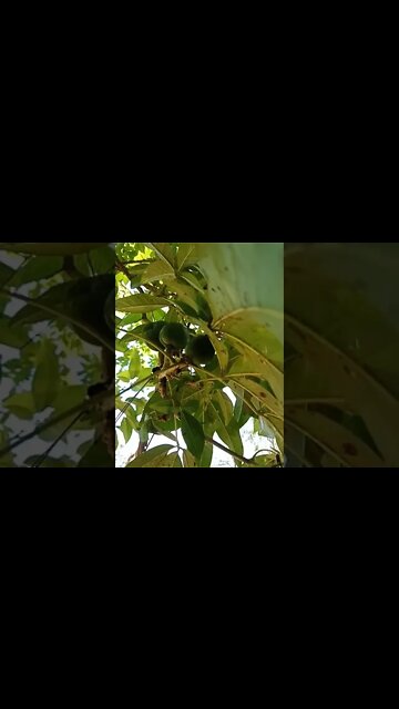 The White Sappote has fruit on it again 30th July 2021