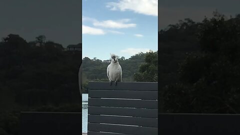 This guy use to perch up here often when we lived in Como New South Wales Australia #cockatoo