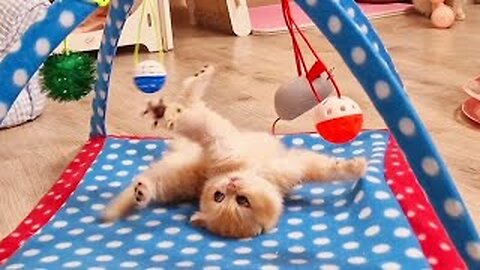 Pinky has fun with her family of cats