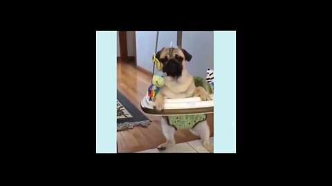 Funny dogs clips try to not to laugh \ funny clips