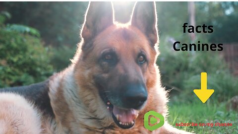 FACTS CANINES