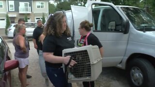 Dozens of puppies and kittens rescued in Union Grove from disaster Kentucky floods