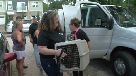 Dozens of puppies and kittens rescued in Union Grove from disaster Kentucky floods