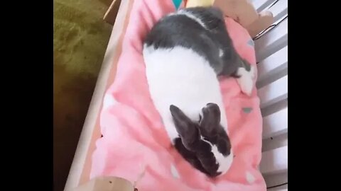 Makes it's bed and falls to sleep blissfully