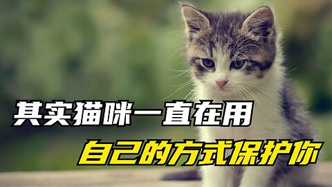 In fact, cats have been protecting you in their own way, but you don’t know it yet