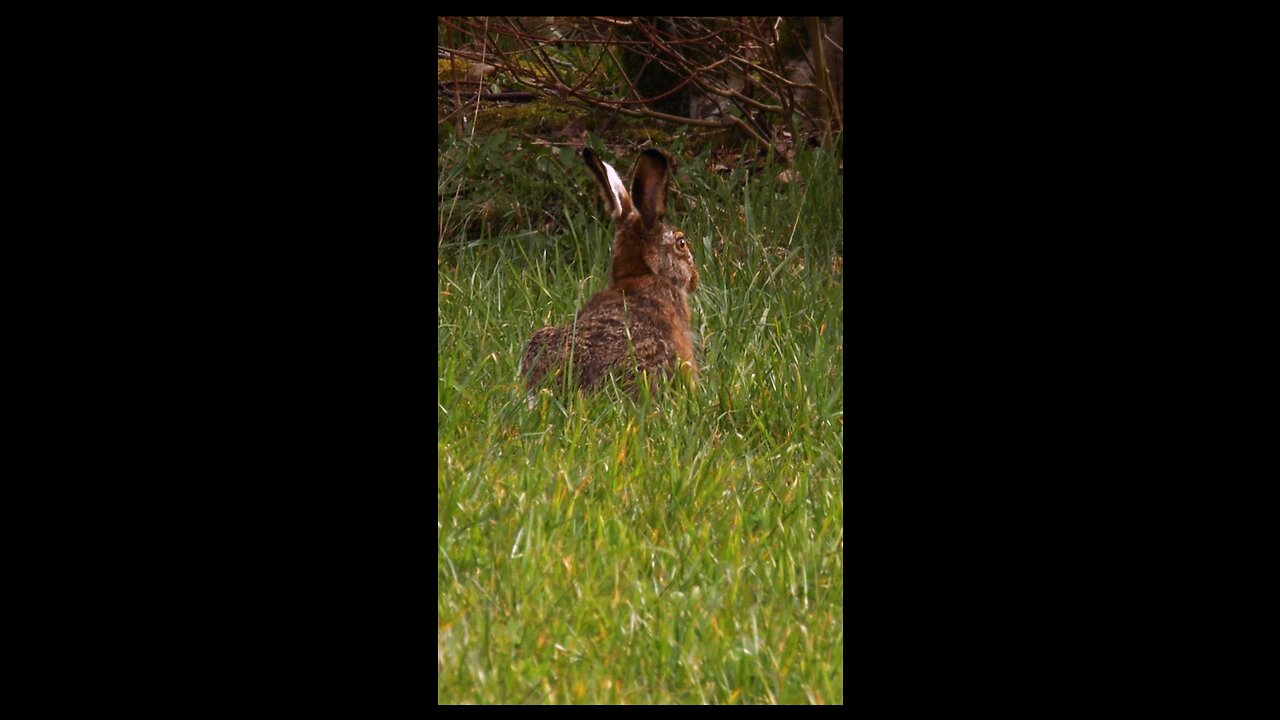 Rabbits life