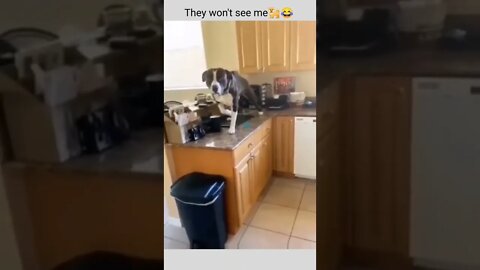 If I stay absolutely still....they won't see me. 😂🤔🐶