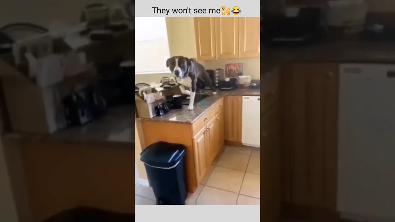 If I stay absolutely still....they won't see me. 😂🤔🐶