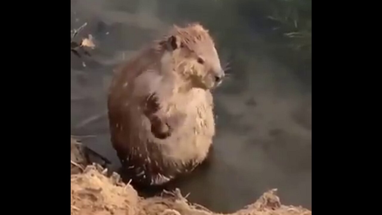 When a beaver cleans itself, it looks like a human taking a bath.