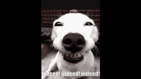 Funniest Dogs Video Ever 2022 - 😂 Try Not To Laugh| Pets Town