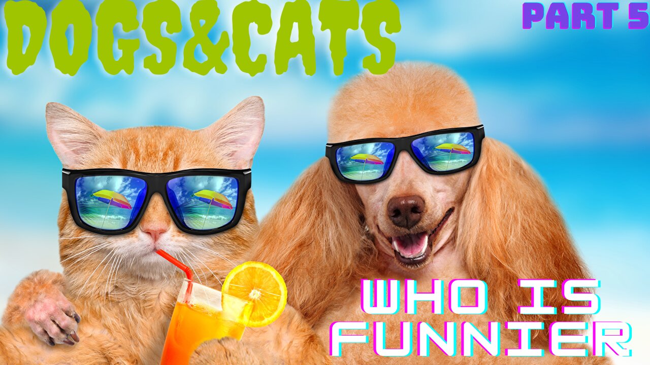 it's a battle, who's funnier? cats 😺 or dogs 🐶? 2023 Part 5