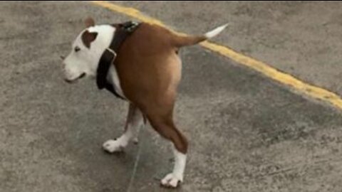 FUNNY ANIMALS VIDEOS #1