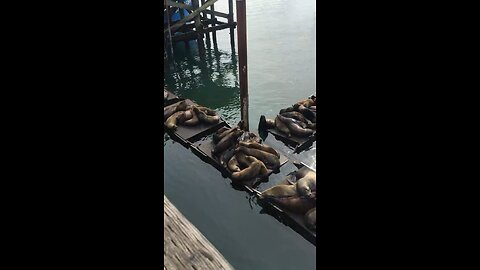 Barking Sea Lions, Yachats, OR
