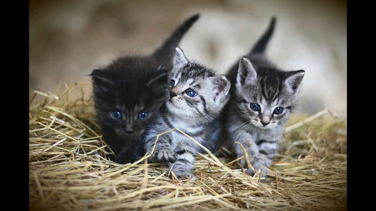 Cat Playing with each other