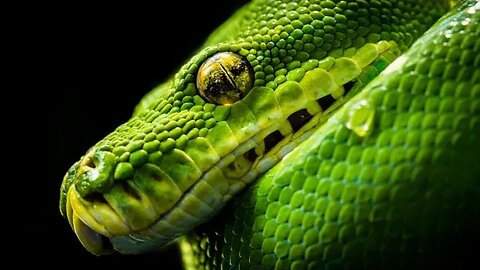 Serpent Seed Part 2