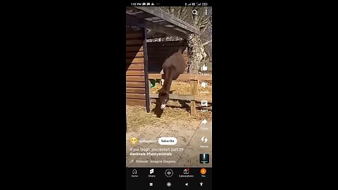 animal funny