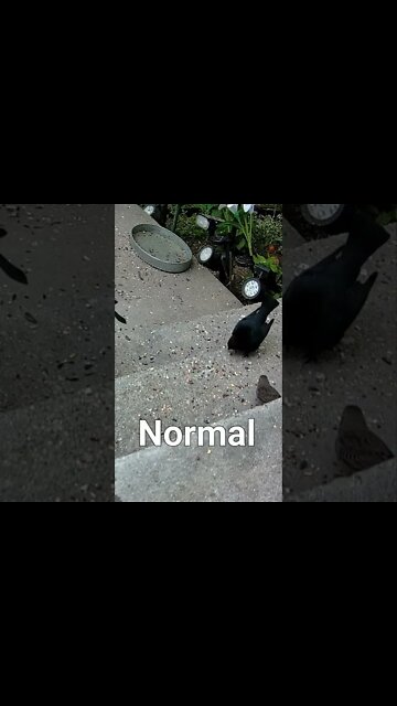 Cowbird Call #Shorts 🎶