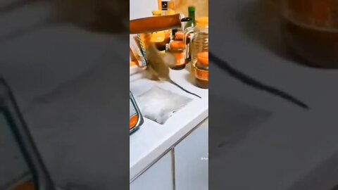 Rat fight on eating 🤣🤣🤣