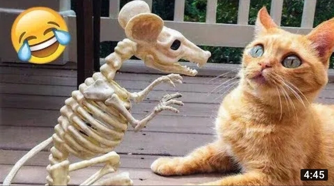 Best funniest animal video 2023