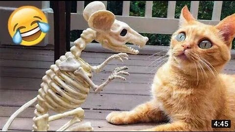 Best funniest animal video 2023