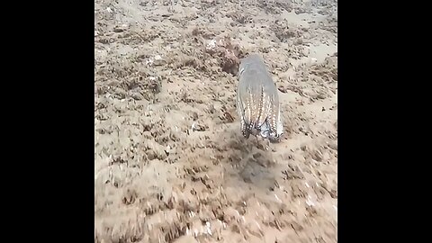 How an octopus’ camouflage looks like in real-time
