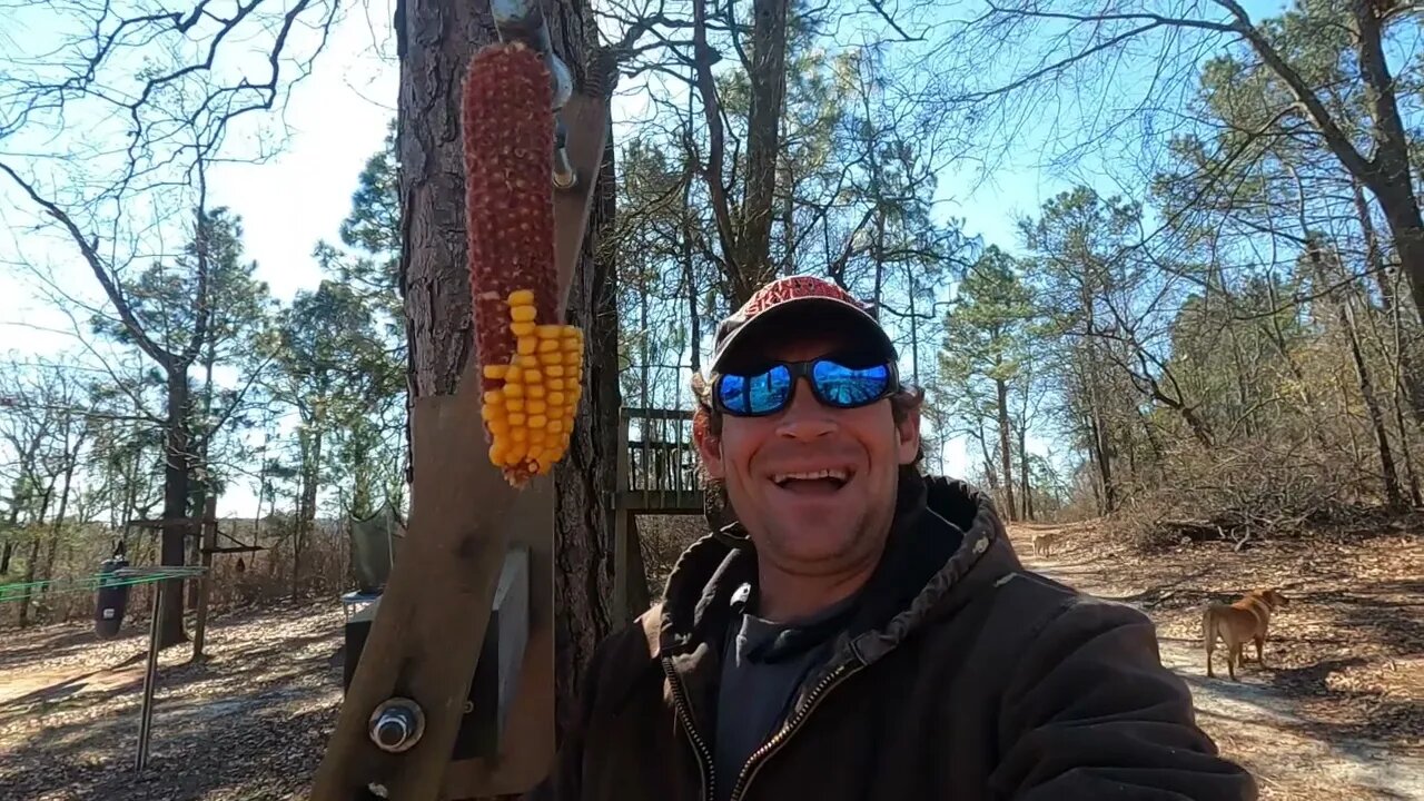 Free Ride Squirrel Feeder