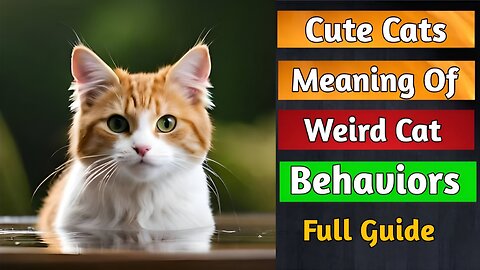 Meaning Of 14 Weirdest Cat Behaviors 😜