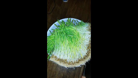 processing chicken fodder