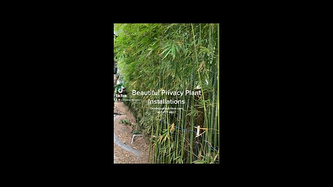 Best Talk Pricvacy Plants Of Florida - Fast Growing - Tall Privacy Plants learn more 407-777-4807