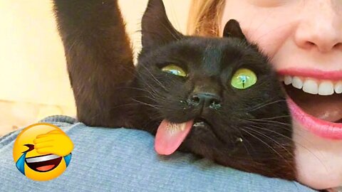 Funniest Cats 😹 - Don't try to hold back Laughter 😂 - Funny Cats Hack – 61