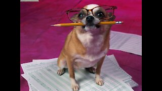 best funny animal clips