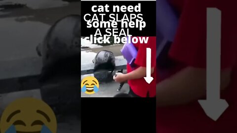 Mean Shady Cat pimp slaps Seal 2022 #Shorts