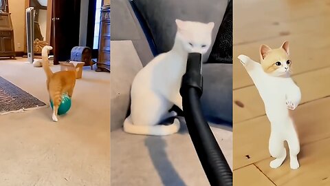 Cats Pet doing funny activities