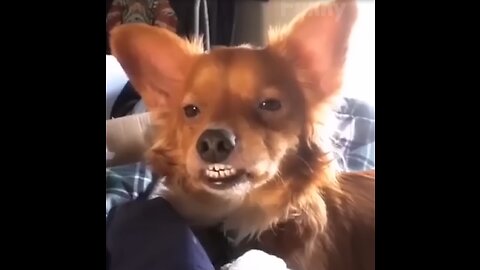 Cute Cats😹 and Funny Dogs🐶