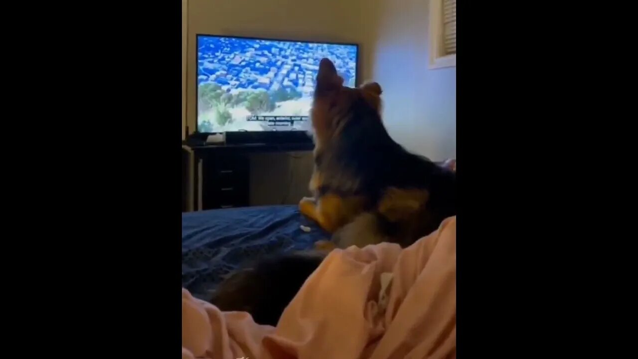He really thought they ran out of TV..🐕🐾📺😅